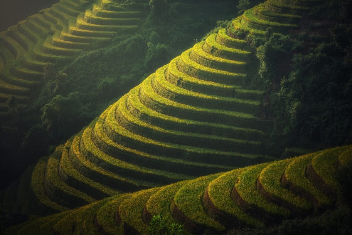 agriculture Viêtnam